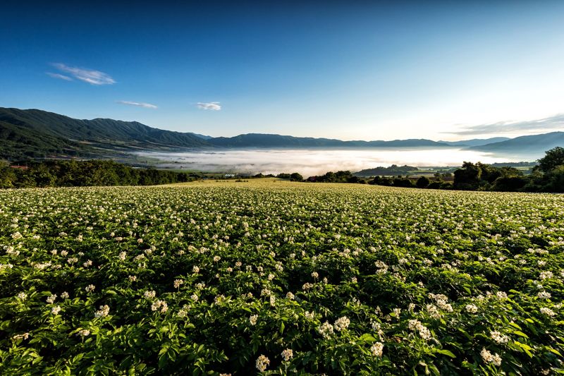 강원도 양구의 DMZ펀치볼 감자꽃길