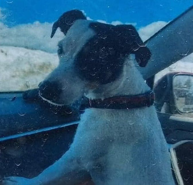 미국 콜로라도주 남부의 산악지대에서 실종된 리치 무어(71)의 곁을 지킨 반려견 피니/사진=콜로라도 실종자 단체 페이스북,동아일보