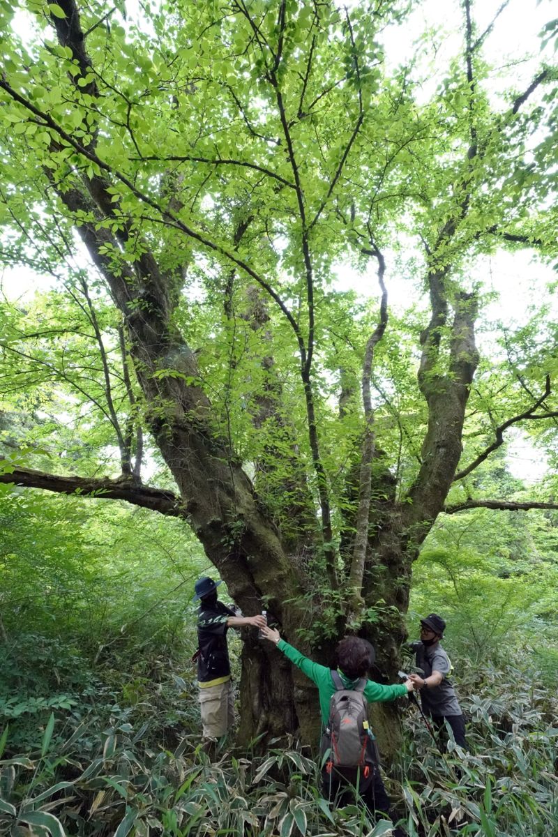 올해 국가 산림문화자산으로 새로 지정된 제주 봉개 최고령 왕벚나무.