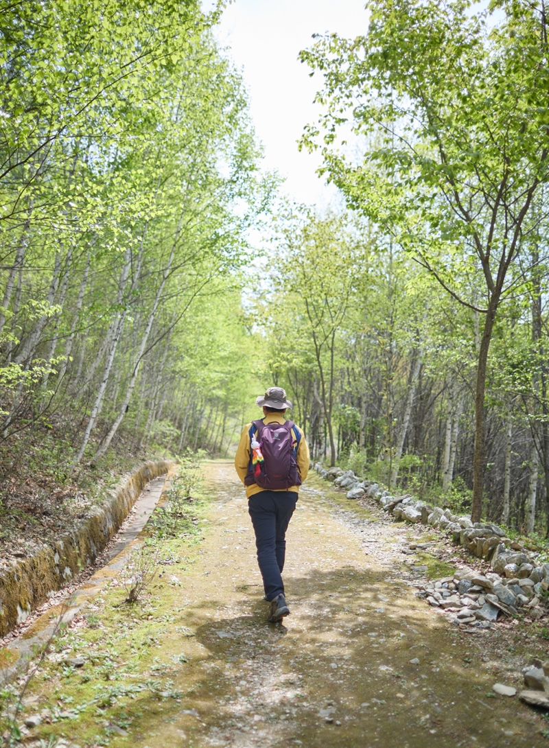 하이원 웰니스센터' 옆에 조성된 달팽이숲길을 한 여행객이 걷고 있다. <span id='_stock_code_035250' data-stockcode='035250'>강원랜드</span> 제공