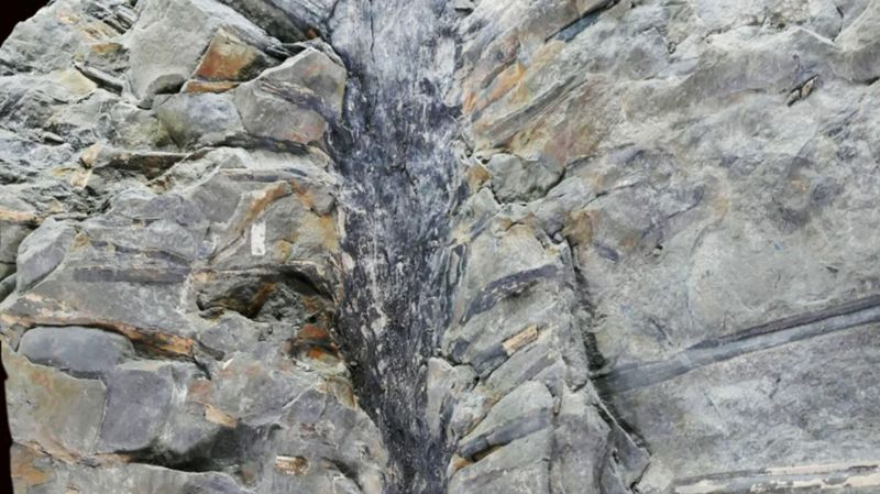캐나다 동부 뉴브런즈윅의 채굴장에서 발견한 &#39;산포디카울리스&#39; 나무 화석은 가느다란 잎 하나의 길이가 1.75m에 달한다. 매튜 스팀슨 제공
