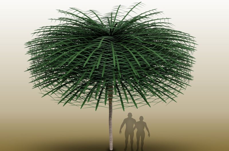 3억5000만년전에 지구상에 존재했던 나무 &#39;산포디카울리스&#39;는 나무 상단에 잎이 집중돼 있어 사람의 머리에 있는 머리카락처럼 잎이 있다. 사진은 화석을 분석해 만든 3D 이미지. 팀 스톤시퍼 제공