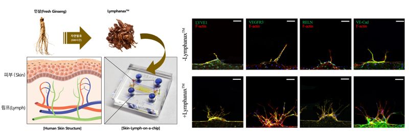 <span id='_stock_code_090430' data-stockcode='090430'>아모레퍼시픽</span> R&I 센터는 고려대학교 기계공학과 정석 교수 실험실과 공동 연구를 통해 발효 인삼 소재 림파낙스가 피부 림프관 생성에 도움을 줄 수 있다는 사실을 최초로 밝혀냈다고 6일 밝혔다. 사진은 논문에 삽입된 관련 이미지. 아모레퍼시픽 제공
