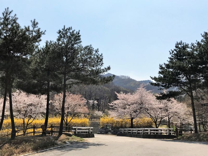 충북 청주 상당산성자연휴양림 벚꽃과개나리