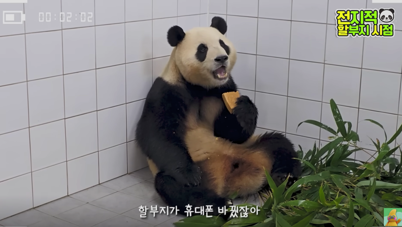 갤럭시S24울트라로 촬영한 푸바오 모습. 유튜브 채널 &#39;말하는동물원 뿌빠TV&#39; 캡처