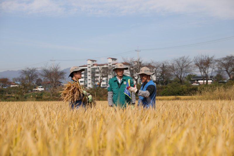 쌀 생산량조사하는 이형일 통계청장 (서울&#x3D;연합뉴스) 18일 이형일 통계청장(가운데)이 경북 상주시에 있는 쌀 재배현장을 방문해 쌀 생산량조사를 하고 있다. 2023.10.18 [통계청 제공. 재판매 및 <span id='_stock_code_012030' data-stockcode='012030'>DB</span> 금지] photo@yna.co.kr (끝) &#x2F;사진&#x3D;연합 지면화상