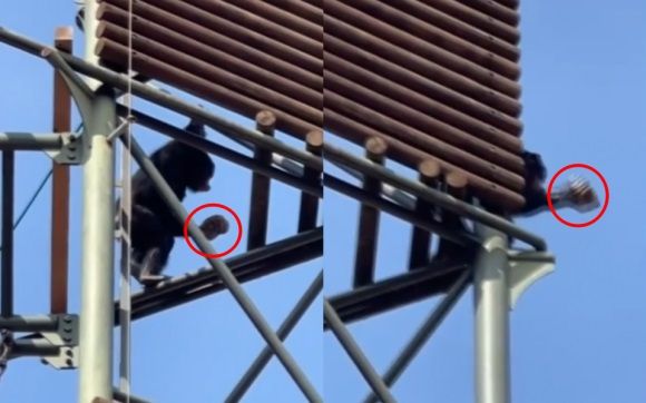 경기도 과천시 서울대공원에서 지난달 31일 침팬지가 고릴라 사육장을 향해 돌을 던지는 사건이 발생했다. 사진은 침팬지가 돌을 던지는 순간.  사진&#x3D;YTN 갈무리
