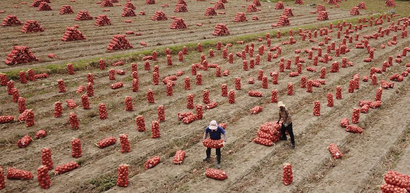 (청도&#x3D;뉴스1) 공정식 기자 &#x3D; 20일 오후 경북 청도군 각남면 한 양파밭에서 농민들이 비 소식을 앞두고 부지런히 양파를 수확하고 있다. 마늘, 감자, 양파 등 수확과 모내기가 이어지면서 농번기를 맞은 농촌은 비싼 인건비 탓에 일손 구하기에 비상이 걸렸다. 2023.6.20&#x2F;뉴스1 &#x2F;사진&#x3D;뉴스1화상