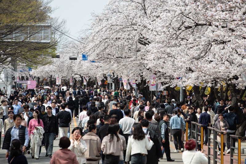 지난 4일 서울 영등포구 여의서로를 찾은 상춘객들이 만개한 벚꽃 아래를 거닐며 봄을 만끽하고 있다. 뉴스1
