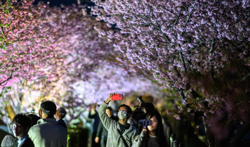일본 시즈오카현 가와즈를 찾은 사람들이 만개한 벚꽃을 카메라에 담고 있다&#x2F;사진&#x3D;AFP연합뉴스