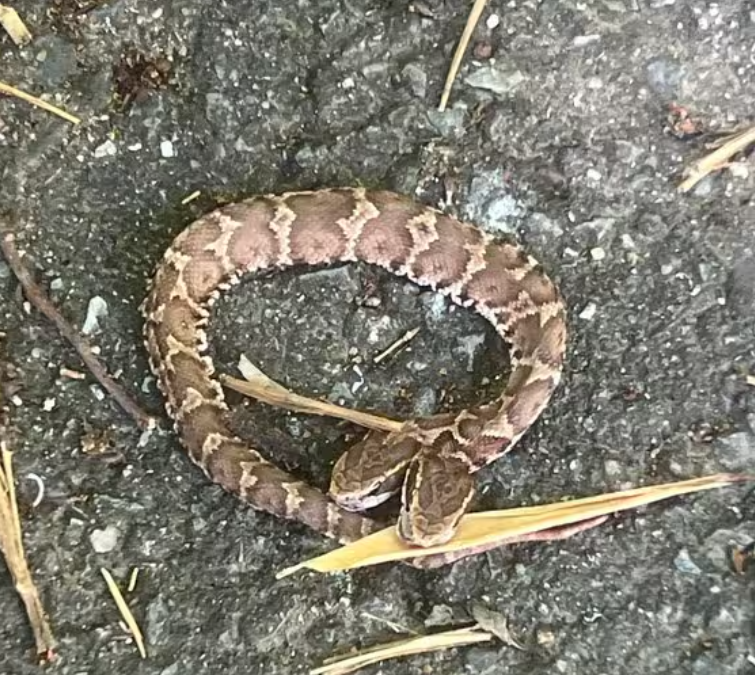 일본 후쿠오카현 기타큐슈 지역에서 머리가 2개인 뱀이 발견됐다. &#x2F;사진&#x3D;엑스(X·옛 트위터) 갈무리,뉴스1