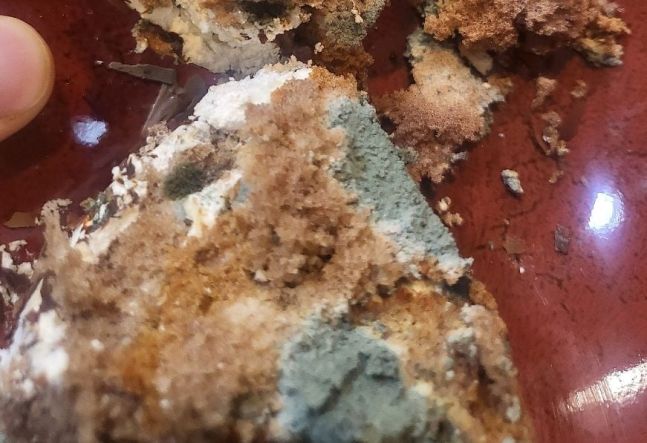 케이크 안에 곰팡이가 고루 퍼져있다. 사진&#x3D;온라인 커뮤니티 &#39;아프니까 사장이다&#39;