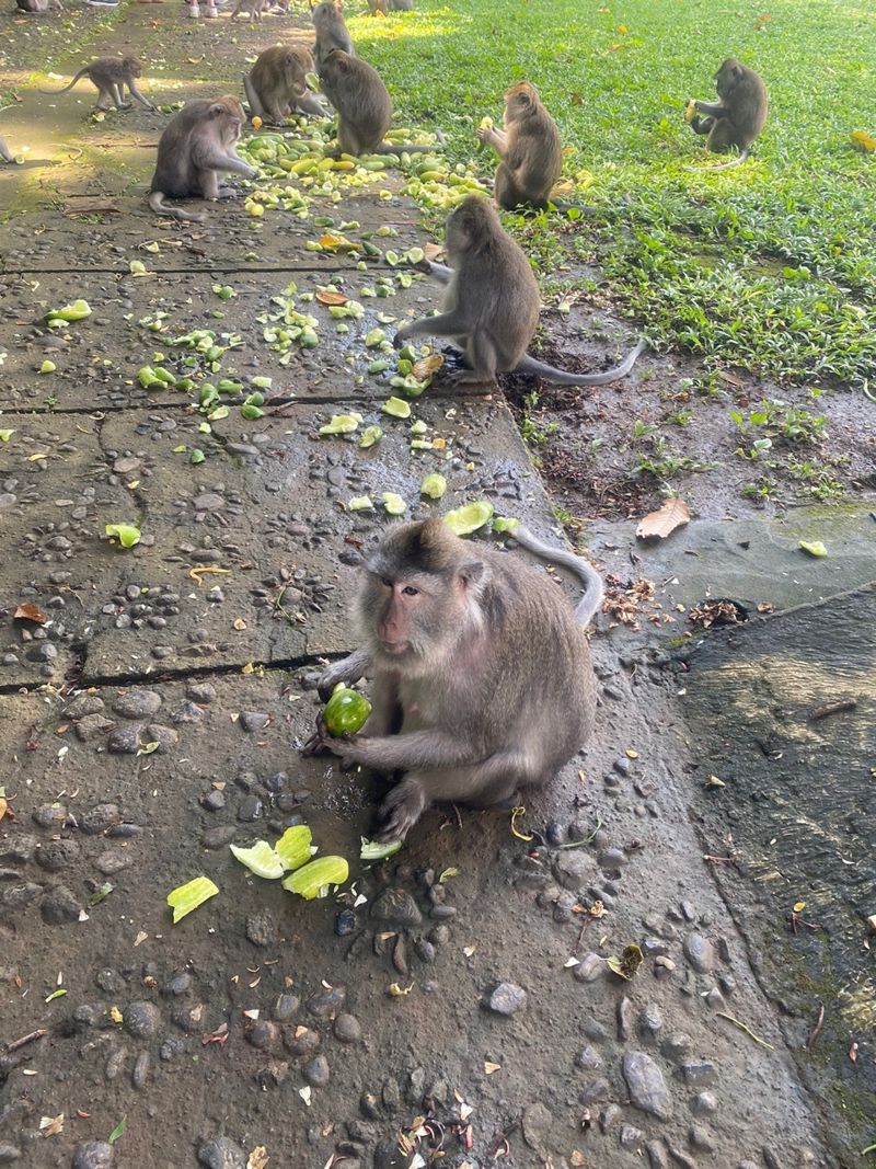 원숭이들이 오이 파티를 하고 있다. 