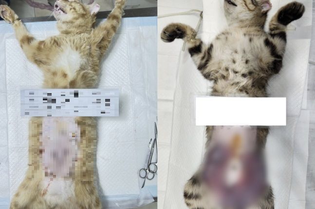 중성화 수술을 받은 길고양이의 적출된 자궁의 크기 차이 [국가동물보호정보시스템 캡처]