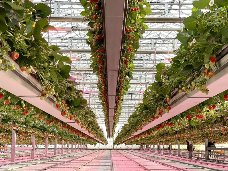 사진=<span id='_stock_code_186230' data-stockcode='186230'>그린플러스</span> 제공