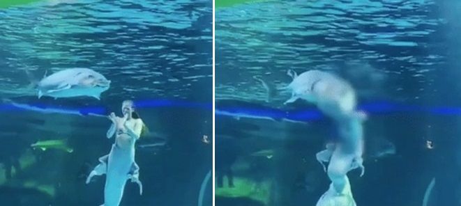 중국의 한 관광지에서 인어 공연 도중 거대 철갑상어가 배우의 머리를 무는 아찔한 사고가 발생했다. 출처=뉴시스, 지무신문