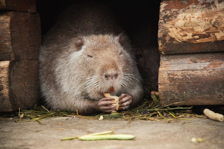 <span id='_stock_code_270870' data-stockcode='270870'>뉴트리</span>아. 출처&#x3D;게티이미지뱅크