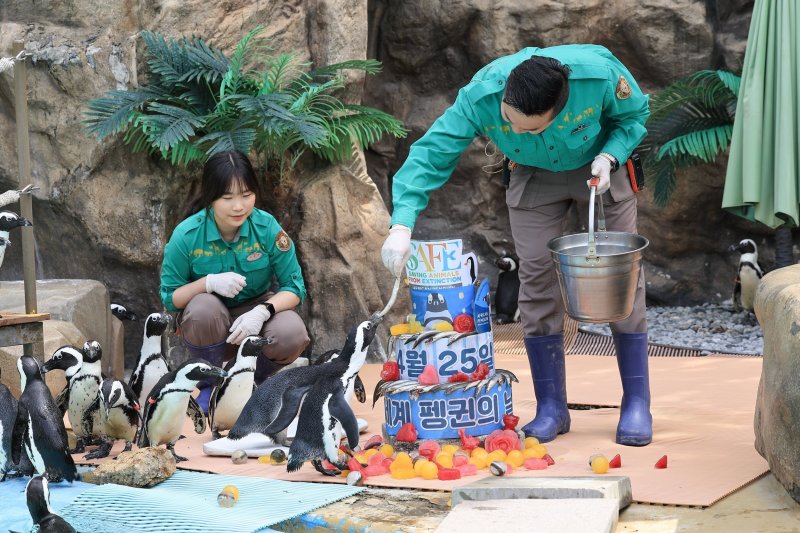 에버랜드 사육사들이 24일 세계 펭귄의 날을 앞두고 행동풍부화 활동을 진행하고 있다. 에버랜드 제공