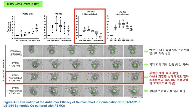 대장암 3D 스페로이드 모델에서 넬마스토바트-TAS-102 병용요법의 시너지 확인. 에스티큐브 제공