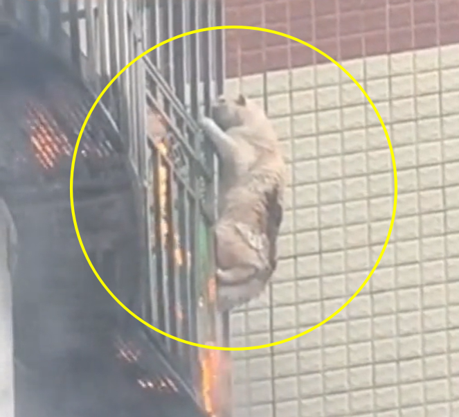 /사진=시나닷컴 갈무리