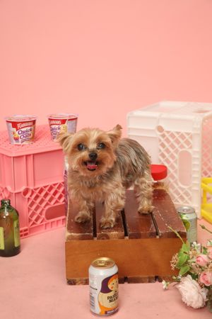 반려견 이미지. 파이낸셜뉴스 DB.