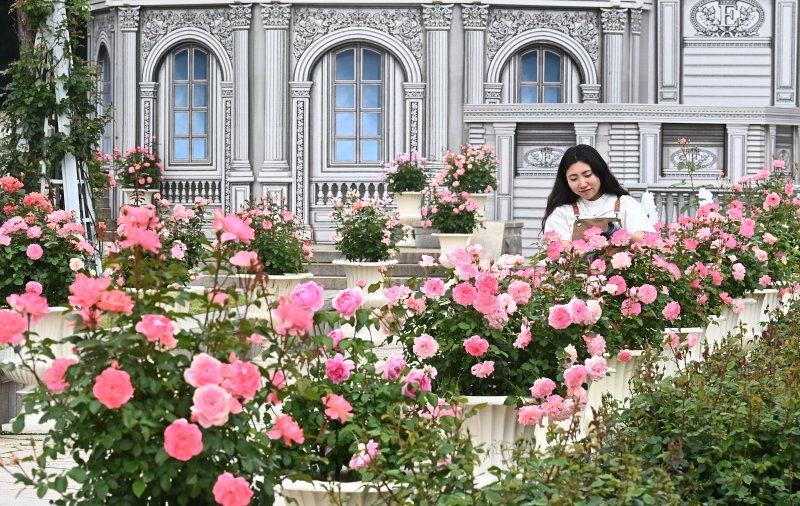 에버랜드 장미축제를 하루 앞둔 15일 경기 용인시 에버랜드 로즈가든에서 관계자가 활짝 핀 장미를 살펴보고 있다. 720품종 300만 송이 장미가 만개하는 이번 축제에서는 새로운 콘셉트의 장미축제 '에버랜드 로로티' 를 선보이고 장미포토존 등 다양한 콘텐츠로 다음달 15일까지 진행한다. 뉴시스