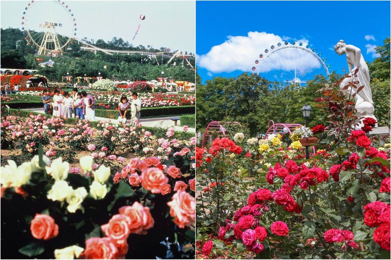 1987년 첫 당시 자연농원 장미축제(왼쪽)와 2025년 에버랜드 40주년 장미축제. 에버랜드 제공