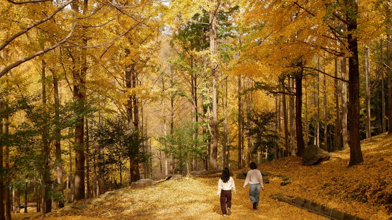 지난에 50년 만에 최초 공개된 에버랜드 비밀의 은행나무숲. 뉴스1