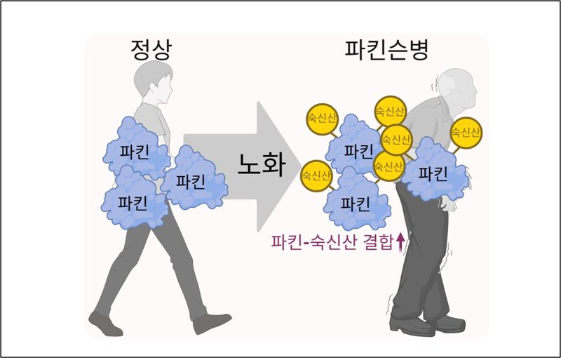 정종경 사장이 파킨슨병 발병 물질 관련 몰레큘라셀(Molecular Cell)에 발표한 논문 요약 이미지. 앱트뉴로사이언스 제공.