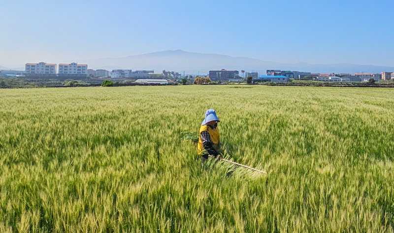  제주시 내도동의 한 보리밭에서 농민이 김매기를 하고 있다. 뉴시스 