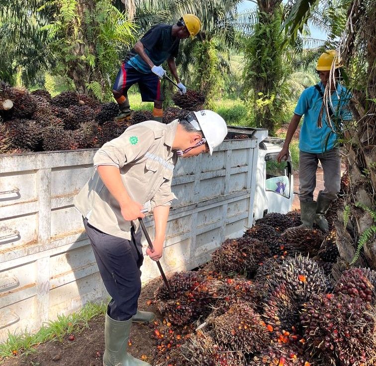 <span id='_stock_code_001120' data-stockcode='001120'>LX인터내셔널</span> 해외 현장 연수에 참여한 신입사원이 인도네시아 팜농장에서 현장 작업을 체험하고 있다. LX인터내셔널 제공