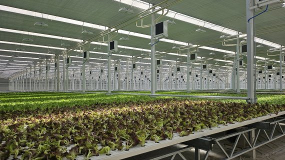 채소온길 이미지. <span id='_stock_code_403490' data-stockcode='403490'>우듬지팜</span> 제공.