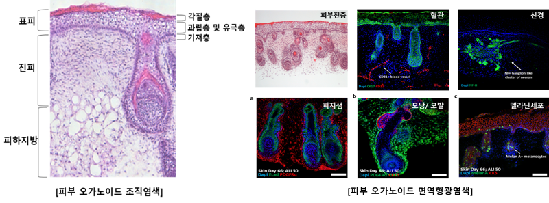 <span id='_stock_code_217730' data-stockcode='217730'>강스템바이오텍</span> 제공