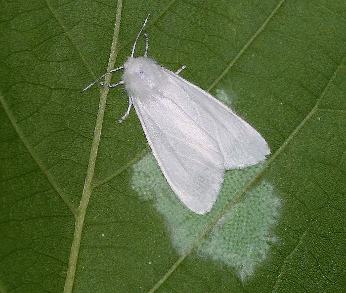 /사진=국립산림과학원