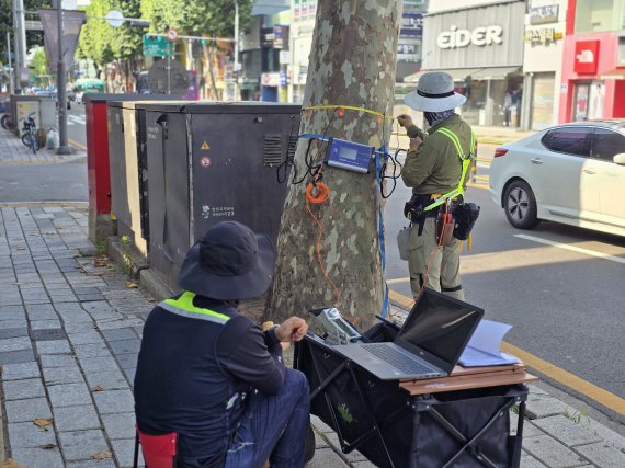 산림청 관계자가 수목 비파괴 단층촬영기를 이용해 가로수를 정밀안전 진단하고 있다.