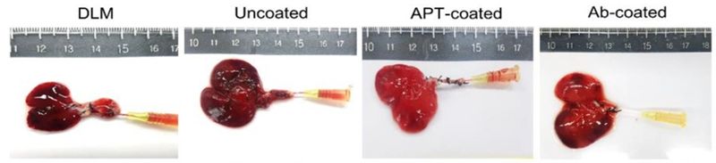 실험용 쥐의 간을 이용해 세포를 제거한 뒤 앱타머를 코팅한 후 사람혈관내피세포를 재세포화한 경우(APT-coated) 항체를 코팅하는 종전의 기술(Ab-coated)에 비해 혈전 형성에 따른 간조직 손상 없이 선홍색을 띄는 간조직이 잘 유지되는 것을 육안으로 확인할 수 있다. <span id='_stock_code_217730' data-stockcode='217730'>강스템바이오텍</span> 제공