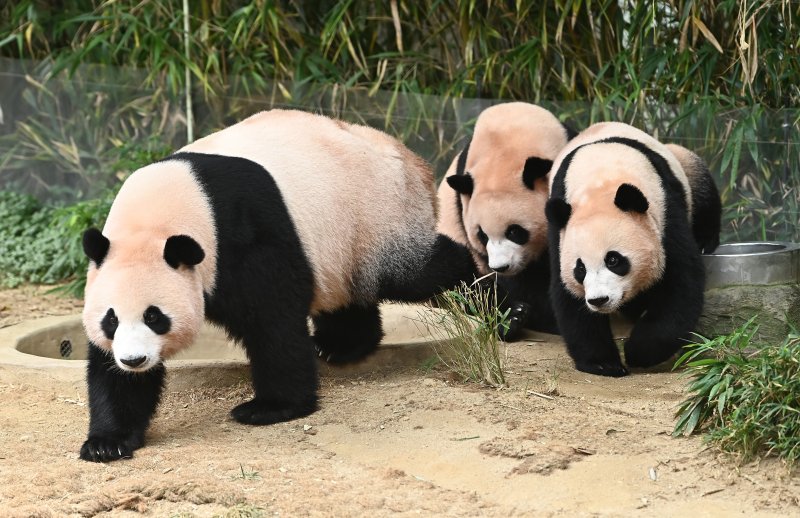 12일 경기 용인 에버랜드 판다월드에서 국내 첫 쌍둥이 판다 루이바오와 후이바오가 엄마 아이바오와 함께 시간을 보내고 있다. 태어난지 1년 반에서 2년이 지나면 엄마에게서 독립하는 판다 특성상 쌍둥이 판다는 이날이 엄마 아이바오와 함께 보낸 마지막 날이다. 사진=뉴시스