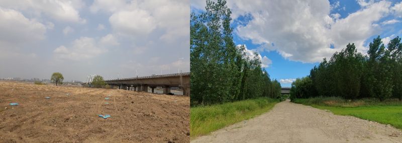 이브자리 한강탄소상쇄숲 식재 대상지 신행주대교 남단 2018년(왼쪽), 2024년 모습. 이브자리 제공