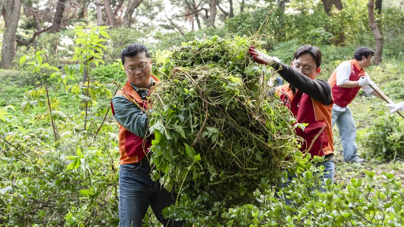 이호정 <span id='_stock_code_001740' data-stockcode='001740'>SK네트웍스</span> 대표이사(사진 왼쪽)가 지난 1일 회사 구성원들과 함께 남산공원 소래풀군락지를 찾아 환삼덩굴, 쇠뜨기 등 유해식물을 제거하고 주변 환경을 청결케하는 봉사활동을 진행했다. SK네트웍스 제공