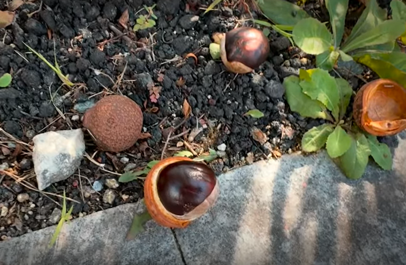 /사진=식품의약품안전처 유튜브 갈무리