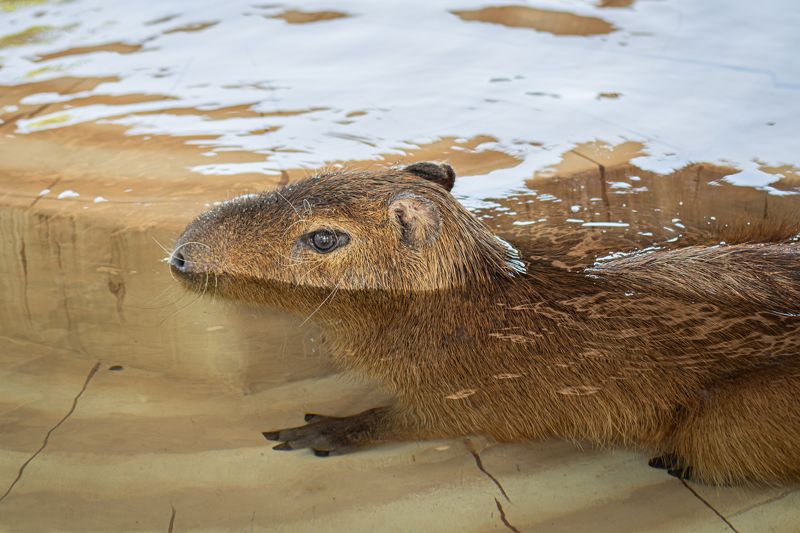 '모모쥬 동물원'의 마스코트 카피바라. 제주신화월드 제공