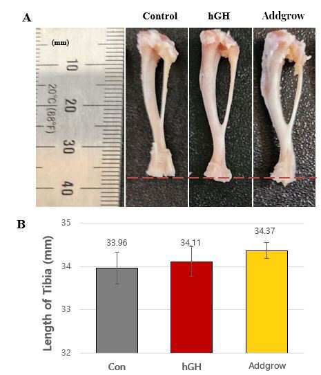                      CG-Addgrow 4주 투여 후 장골 (경골) 성장 효과