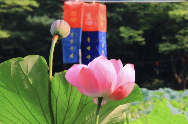 경기도 남양주시 진천읍 고찰 봉선사에서 핀 연꽃. 대한불교조계종사회복지재단 제공