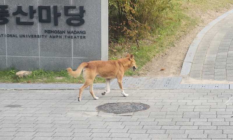 지난달 31일 서울대 관악캠퍼스 버들골 풍산마당 인근을 활보 중인 들개 &#x2F;사진&#x3D;연합뉴스