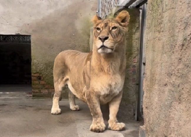 다리가 유난히 짧아 &#39;코기(Corgi)&#39;라는 별명을 얻은 사자.  출처&#x3D;다우인