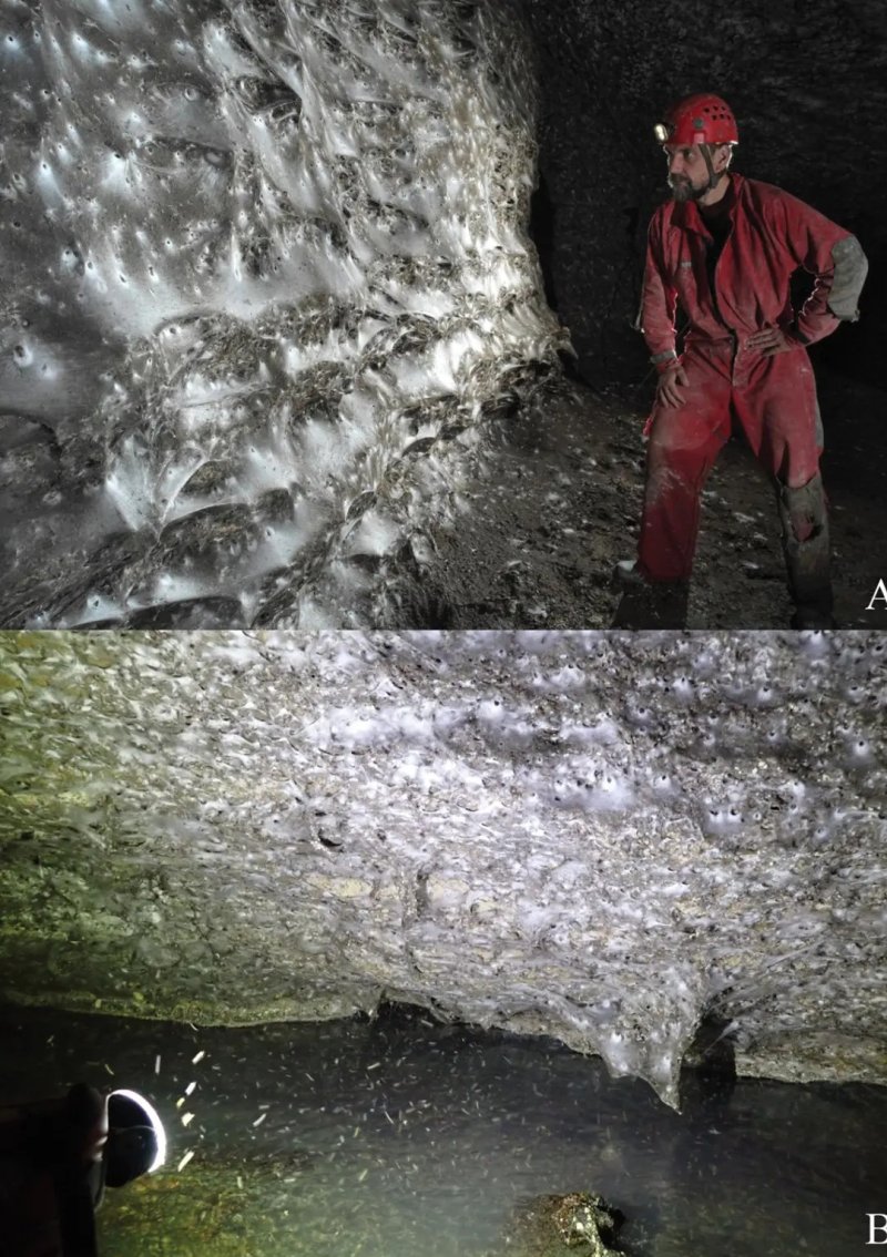 그리스와 알바니아 국경 인근 동굴에서 발견된 세계에서 가장 큰 거미줄의 모습. 뉴시스