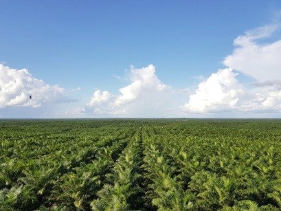 <span id='_stock_code_047050' data-stockcode='047050'>포스코인터내셔널</span> 인도네시아 팜법인 전경. 뉴스1