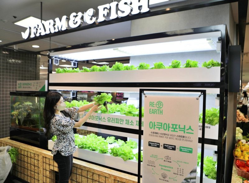 롯데마트 제타플렉스 잠실점에 스마트팜에서 생산한 작물이 판매되고 있다. <span id='_stock_code_023530' data-stockcode='023530'>롯데쇼핑</span> 제공