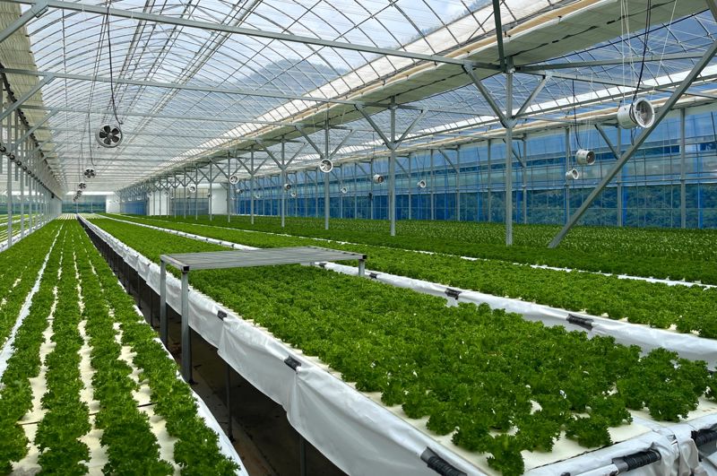 전북 진안에 위치한 샐러디 자체 스마트팜에서 채소를 재배하고 있다. 샐러디 제공
