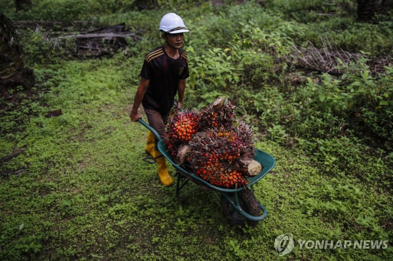 말레이시아 농장에서 팜유를 생산하고 있다. 연합뉴스